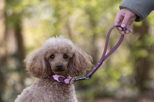 Blush biothane card holder