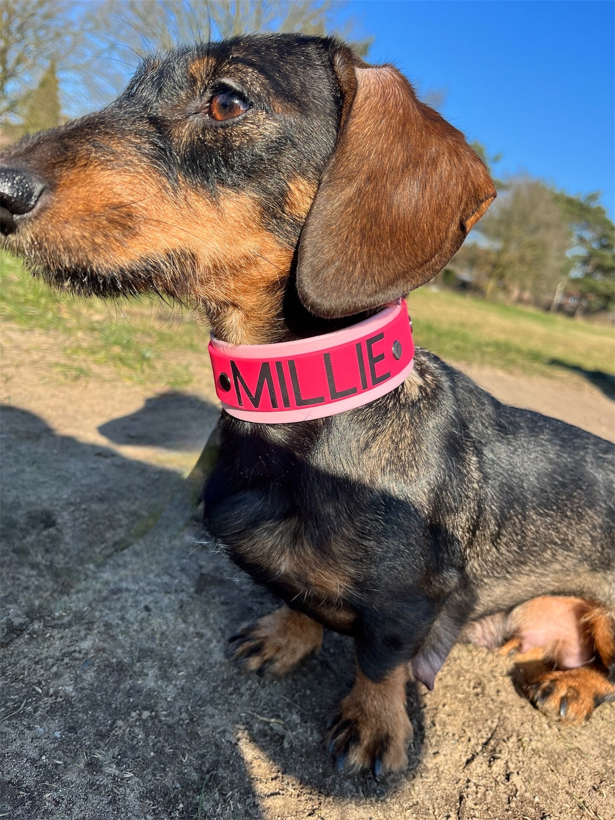 Biothane Collar Millie
