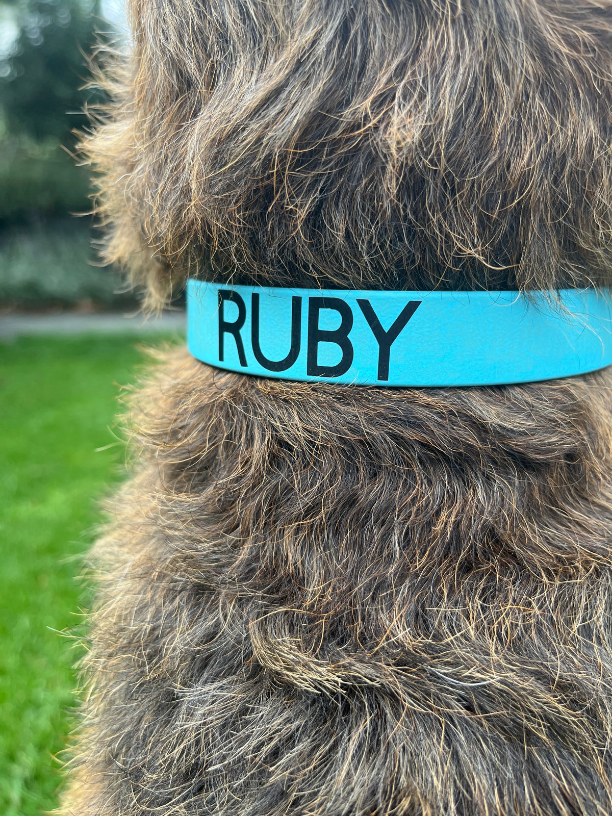 Biothane Collar Ruby