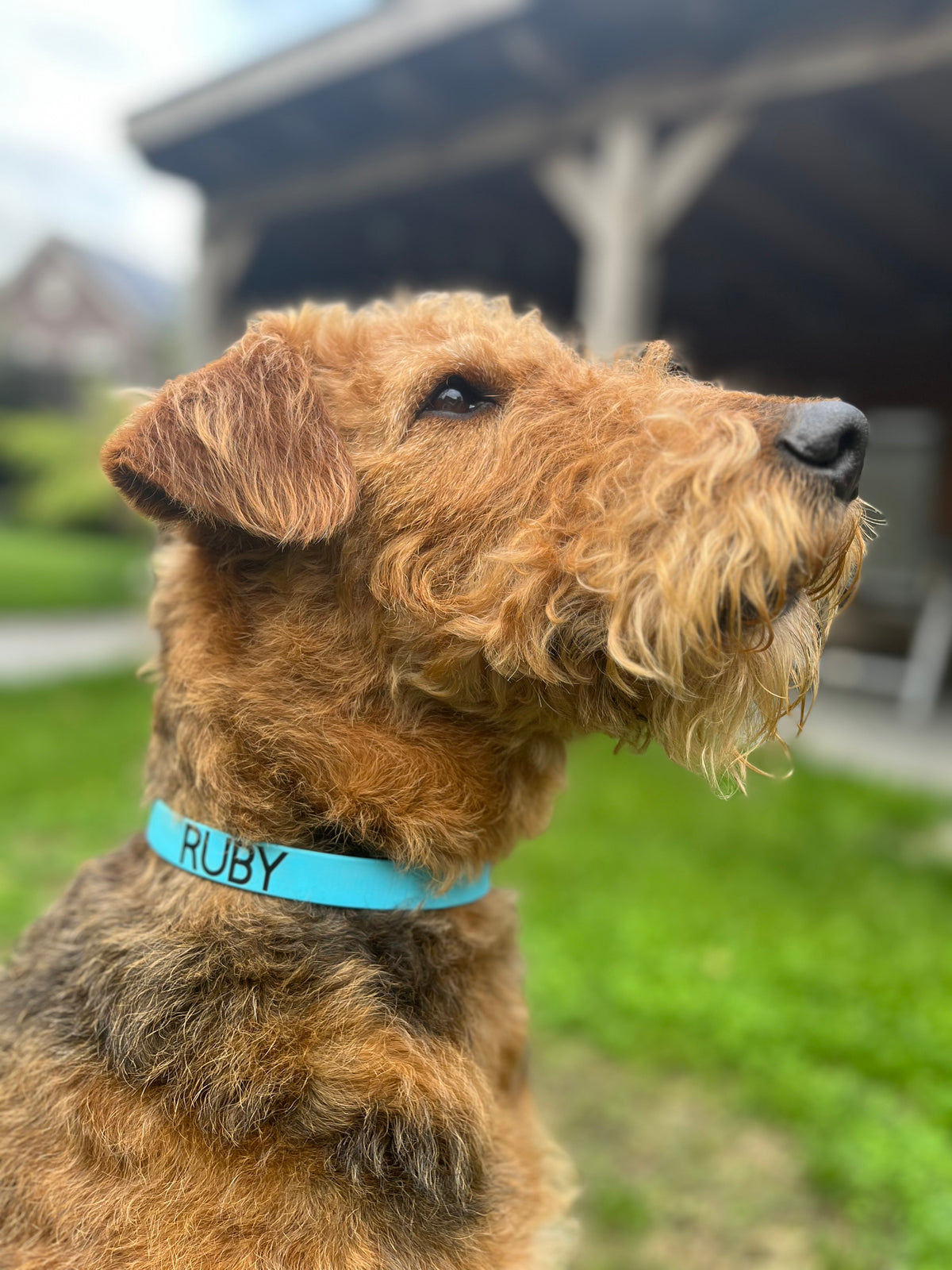 Biothane Collar Ruby