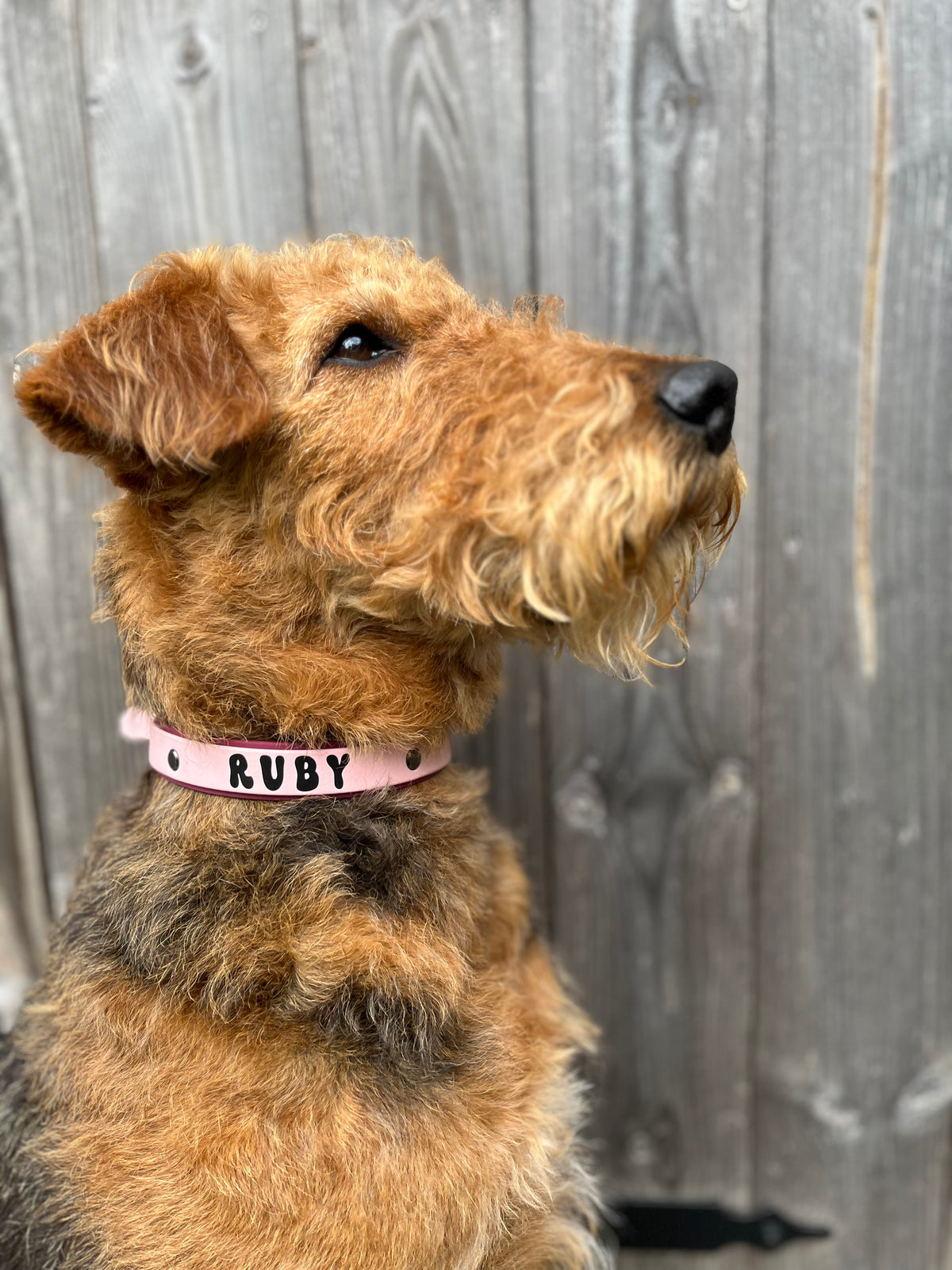 Biothane Collar Millie
