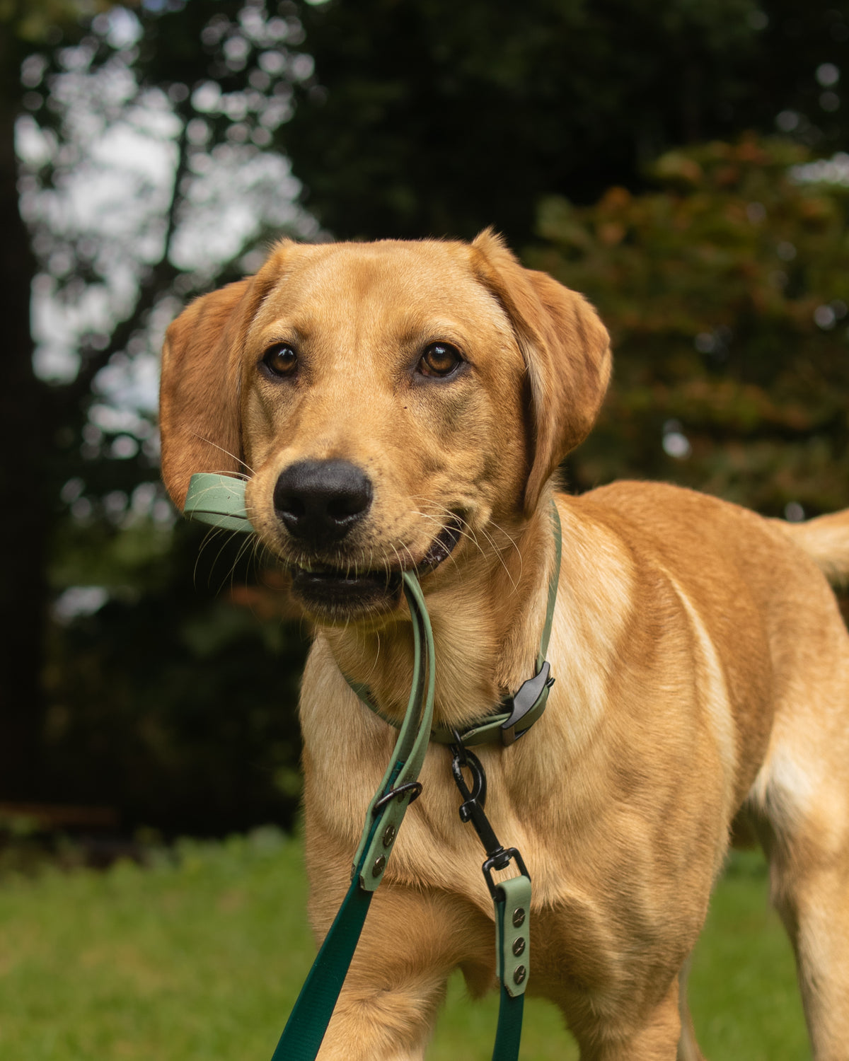 Biothane Leash Lo'ak